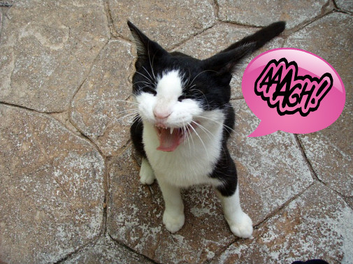 アクビしながら何かネダッテルにゃ♪