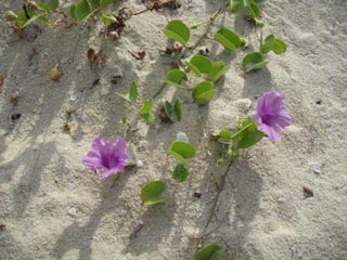 ビーチの花!!だそうです
