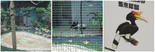 ややこしい感じの鳥。二羽ともお水飲んでるちゅう