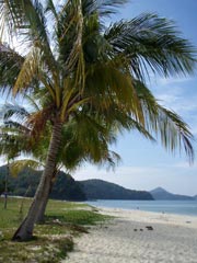 やしの木!!だそうです(笑)まんまやんっ