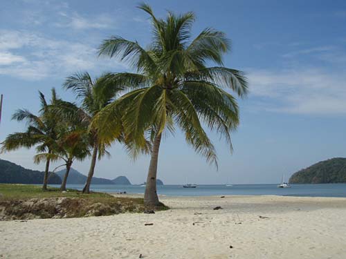 やしの木の中でも１番力作!!だそうです