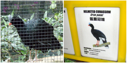 こんな鳥もいる。