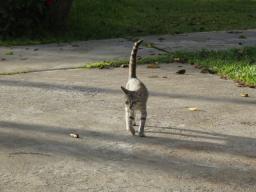 どこから来たの!?