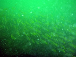 魚群がいるんだけど~