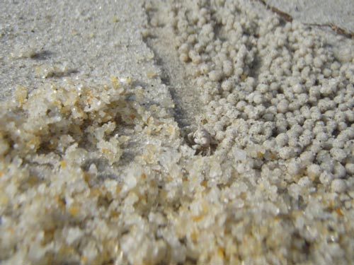 自分の中でも優勝の蟹!!!だそうです