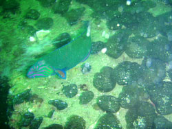 綺麗なんだけど・・・