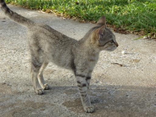 このホテルに住んでる猫♪