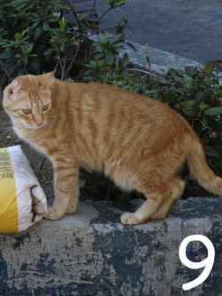 工事現場のおじさんと仲良しなニャーさん