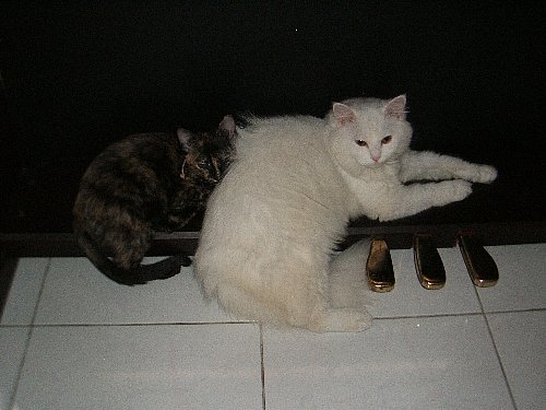 電子ピアノの足に猫.jpg