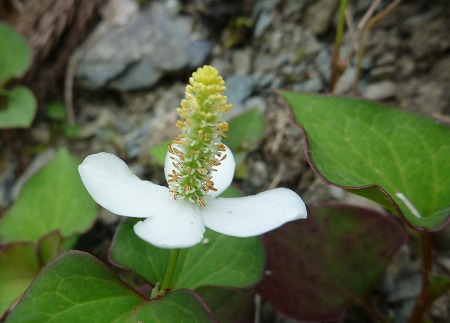 どくだみの花