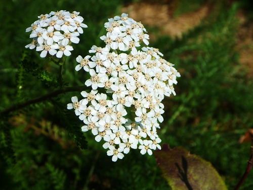 秋の花