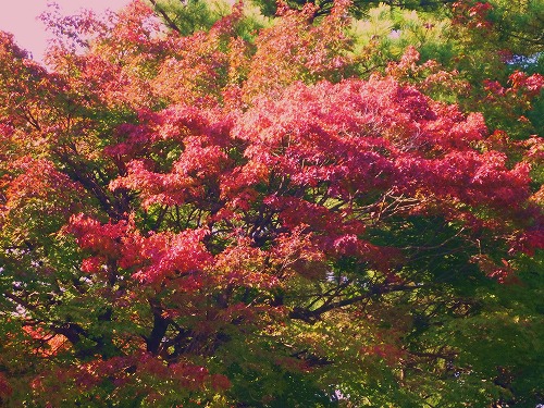 金沢の紅葉