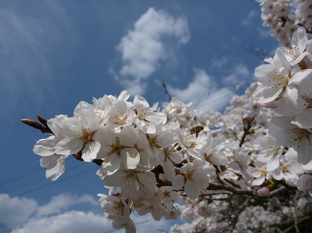 白石の桜