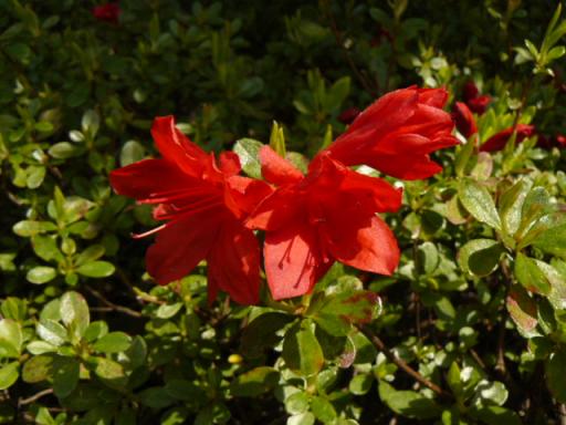 縮小小花の躑躅