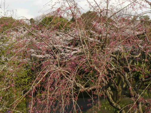 縮小１０祭り８