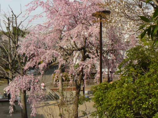 縮小１０祭り６