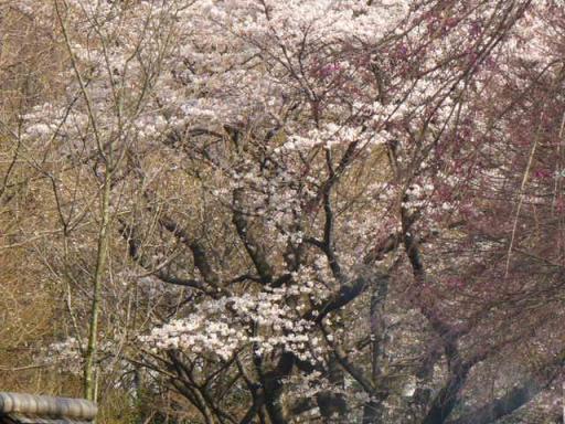 縮小１０祭り５