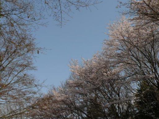 縮小１０祭り３