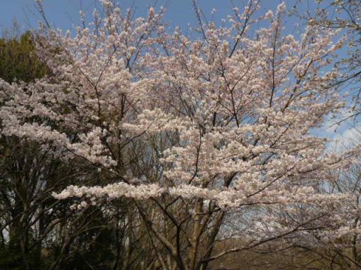 縮小１０祭り２