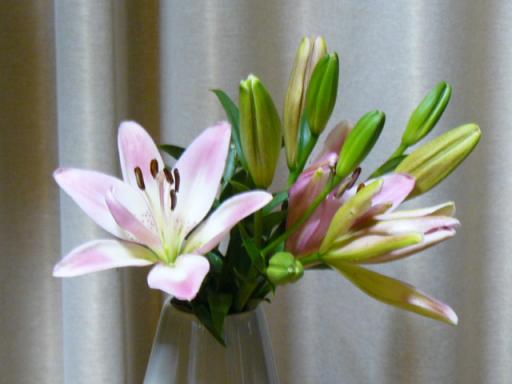 縮小モナリザ百合？