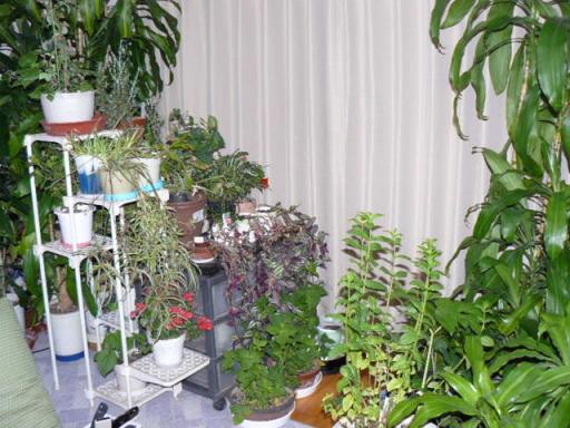 縮小グリーン室内へ