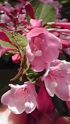 タニウツギ（谷空木）