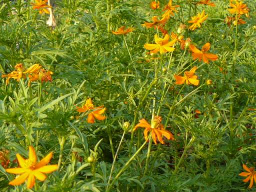 縮小黄花コスモス２