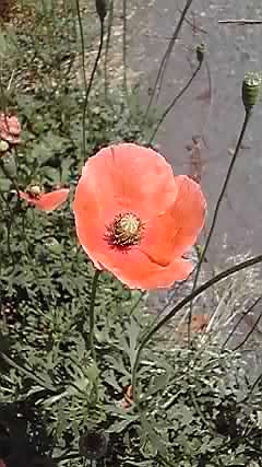 ナガミヒナゲシ（長実雛罌粟）