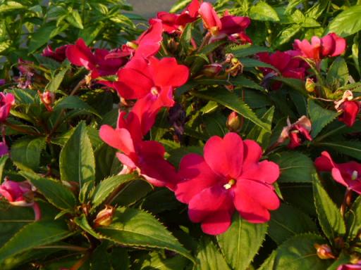 縮小インパチェンス？紅