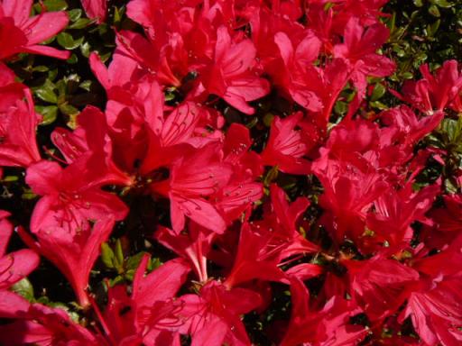 縮小躑躅１００４２９