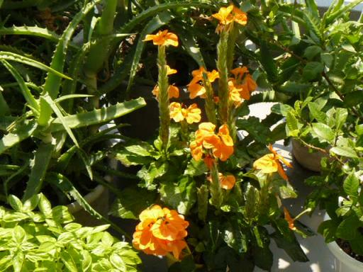 縮小かがり火１００９１１