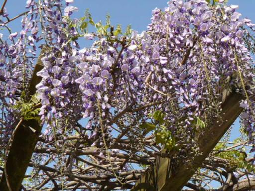 縮小藤１００４２９