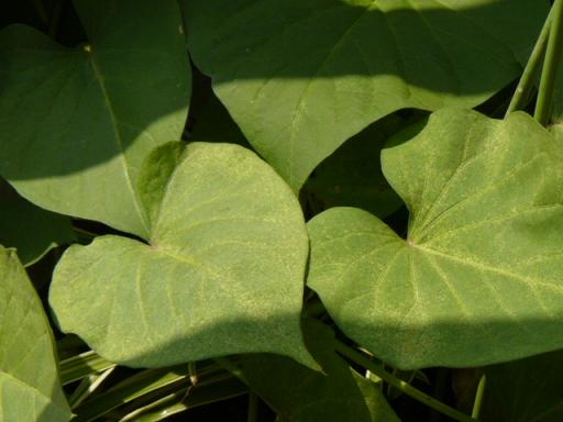 縮小さつま芋１００９１１