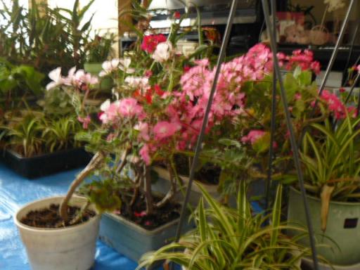 縮小別室の鉢植えたち