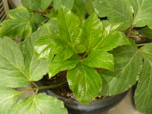 縮小明日葉１００５２１