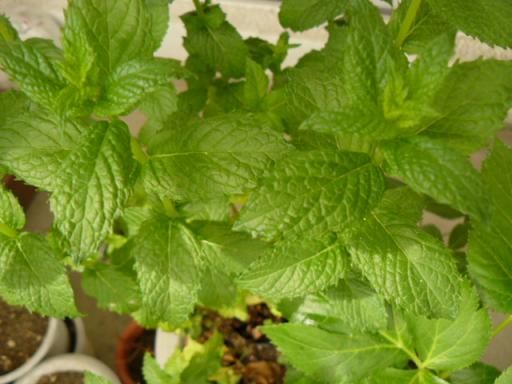 縮小スペアミント１００５２１