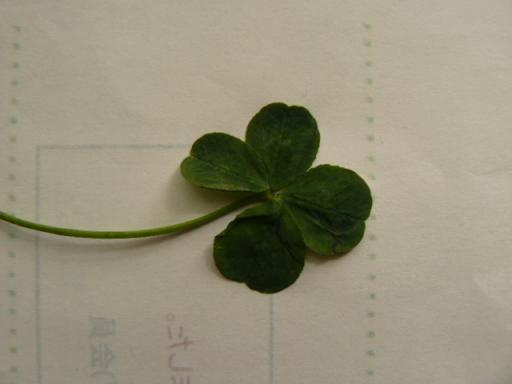 縮小四つ葉１００５２１