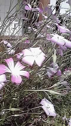 アグロステンマ