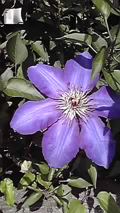 クレマティス・カザグルマ