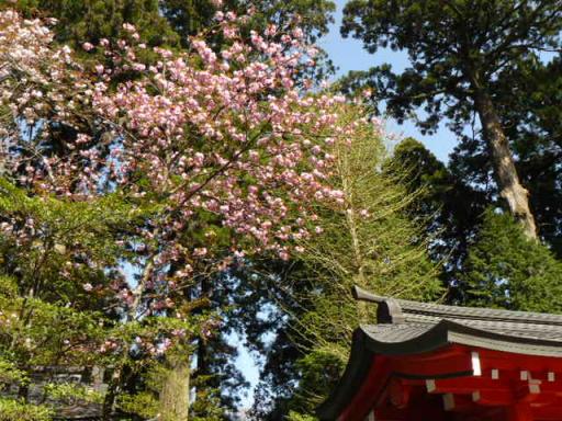 縮小箱根神社八重桜