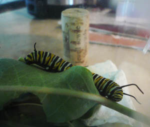 5th instar (083009).jpg