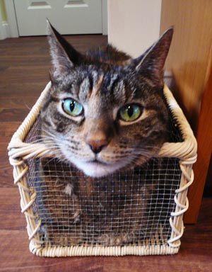 neko01 (033109).jpg