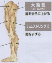 筋肉写真　大臀筋　ハムストリングス