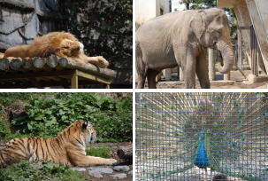 日本平動物園.jpg