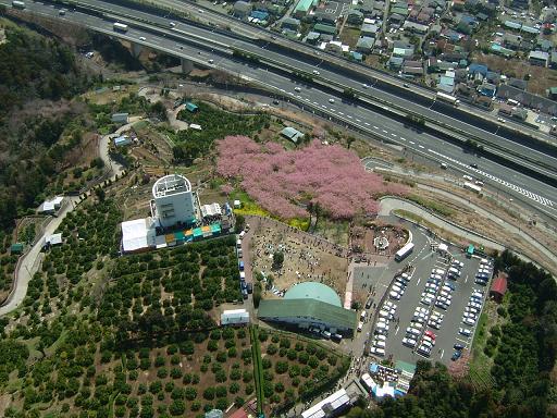 桜祭り会場.JPG