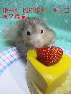 バースディ２歳　チョコ.jpg