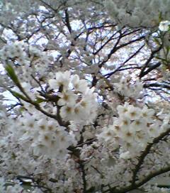 満開の桜♪