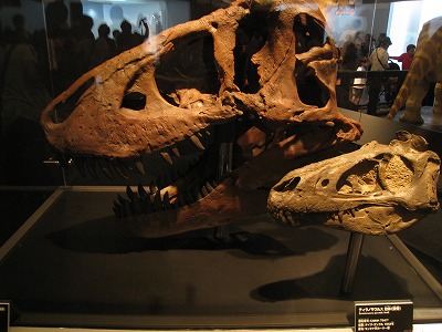 ティラノサウルス実物頭骨