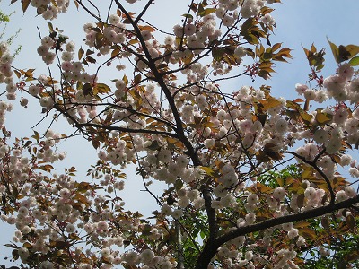 善光寺　有珠　桜