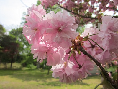 善光寺　有珠　桜